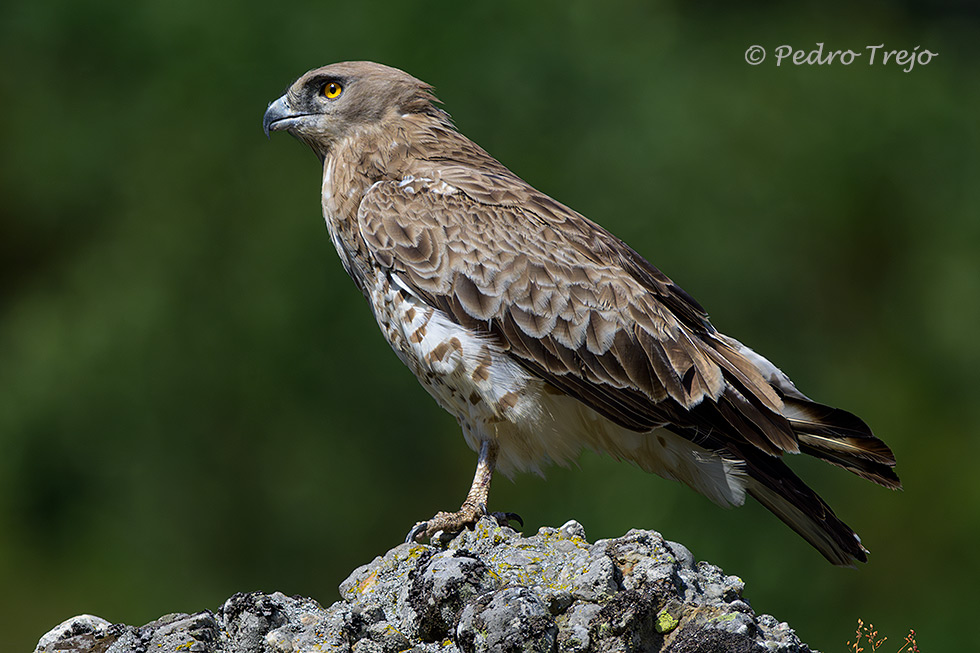 Aguila culebrera (Circaetus gallicus)